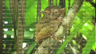 Funny Philippine tarsier Tarsius syrichta . Bohol Philippines