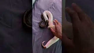 Satisfying Snake Shed ASMR! You&rsquo;ll Love It! 😏🐍 #snakeshed #asmr #pets