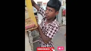 Pet Shop Bangalore TC palya #petlover #explore #youtubeshorts #shortvideo #shorts