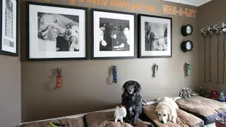 Top 20 best dog room ideas