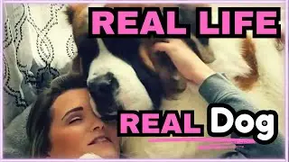 Life With a Saint Bernard | Unedited. Real, Everyday Moments.