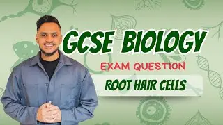 GCSE Biology: Exam Revision | Root Hair Cells