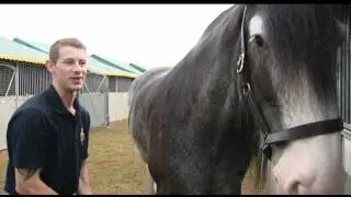 Household Cavalry Makes Waves In Norfolk | Forces TV