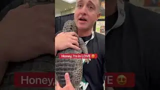 Hugging The World&rsquo;s RAREST Alligator!!! 🤗🐊 #shorts #alligator