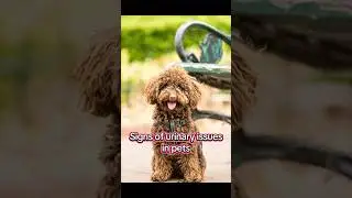 Common signs of urinary issues on pets