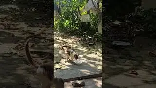 my cat #ピアノ #www #赤ちゃん #ショート #cat #cute #cats #catshorts #catvideos #cutecat #animals #catmusic