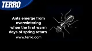 Where Do Ants Go in the Winter?