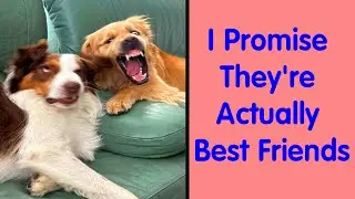 &ldquo;What&rsquo;s Wrong With Your Dog?&rdquo;: Hilariously Derpy Dogs That May Make Your Day - Funny Dog