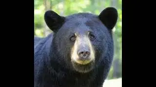 Black Bear sings 