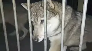 #wolf #hybrid #hund