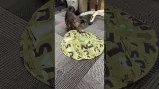 The cats' new toys  #cat #acquacalda #kitten #catlife #cute #cutecat #animals #pets #funnycats