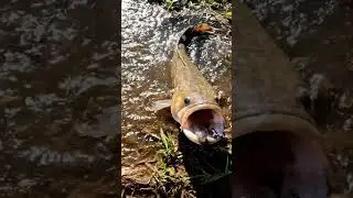 🎣 CRAZY Fish Bite Compilation! 🤣 You Won't Believe #1! 🤯