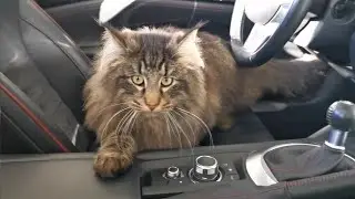 Norwegian Forest Cat: Finn and his Car