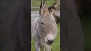 Top 10 Unique Pets You Can Own!