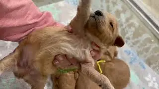 Angel&rsquo;s male English Teddy Bear Goldendoodle puppies 2 weeks old
