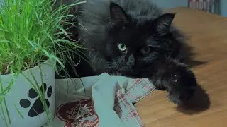 Sleepy Charly auf dem Esstisch