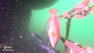HMS Scylla wreck - Plymouth Sept 2025 