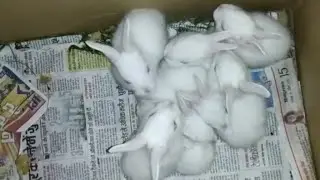 Baby Rabbits Feeding Milk From Their Mother | Bunnies Drinking Milk | New Zealand White Rabbit