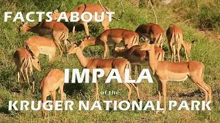 BEAUTIFUL Impala of the Kruger National Park - Facts #krugernationalpark #impala
