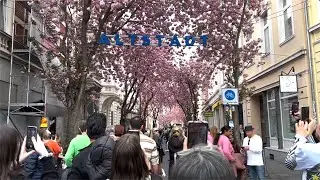 🇩🇪 Bonn  💫 Relax💫  Sakura, people and beauty 💫 Breite Stra&szlig;e, Cherry Blossom Avenue 💫 30.03.2024 💫