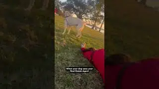 When your dog sees your Real Estate Agent