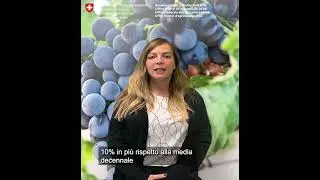 Vendemmia 2022 eccellente in termini di qualit&agrave; e di quantit&agrave;