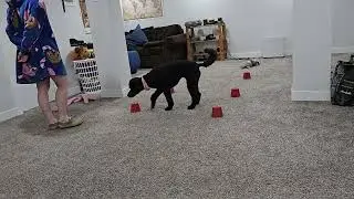 Kali Expert Trick #4 - Nosework Box Search