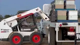 Bees journey