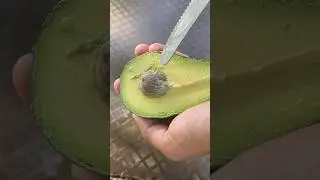 How to Grow an Avocado Seed!🥑