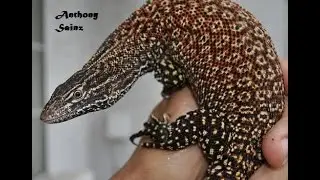 Red Ackie Monitors