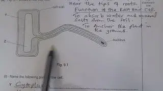 Biology - Root Hair Cell