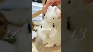 Yeah! 12 more days till 🎅🏻(2022)#bunny #rabbit #christmasadventcalendar #unboxing