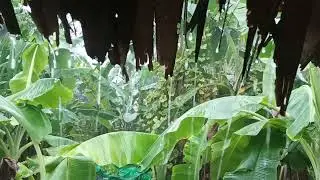 This Is Why People Love The Sound Of Rain