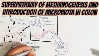 Methanogenesis And Microbiota In Colon @umerfarooqbiology7083