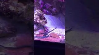 Starfish eating