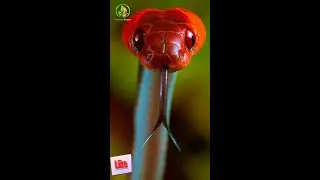 Snakes in the City: A Guide to Coexistence #nature #snake