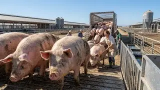 Shocking California Pig Farm - Raising Thousands of Piglets at Once for Sale