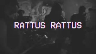 Rattus Rattus - Tic Tac