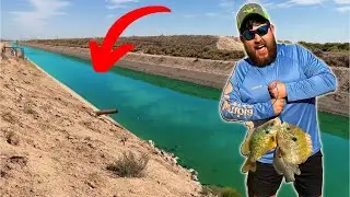 Desert Canal is FULL of All Kinds of Fish! (Catch & Cook)