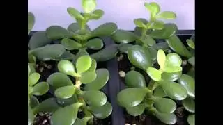 krasula plant manitree