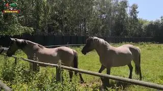 Wildwood's Konik horses