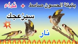 🌶️بتبتة وستستة الحسون🌿نداء إنات حسون لتحسين جودة تغريد🎶🎵سيبهرك لن يصمت بعد🔥من اول تانية سيدهشك🌿نار💯