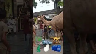 Camel EID - Qurbani Scene