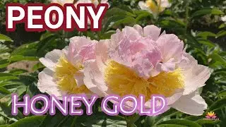 Крупный белый пион HONEY GOLD / Сад Ворошиловой