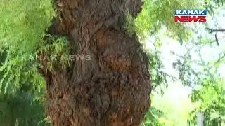 Chandigarh To Soon Get Tree Ambulance Service