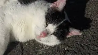 【Cat Video】 meowmeow Happy #cat  #cats  #cute