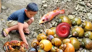 Observing snails, crabs, ornamental fish, slugs, millipedes in the clear river