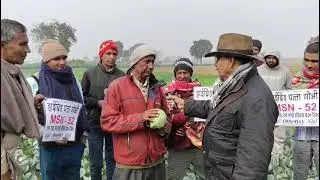 Hybrid cabbage 