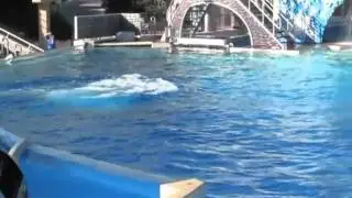 kidjake  meets Shamu[  37 mo -sept  2010]