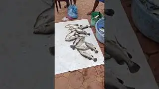 Verna Goa wild Lake Fishing | Goan fishing | Goa village life #Shorts #Goashorts #trending